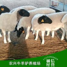 農家小院養殖基地