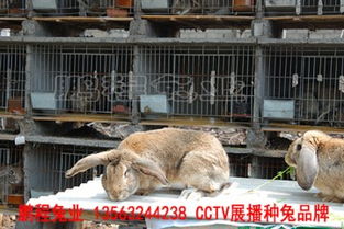 比利時兔養殖基地直銷哪家好采購多少錢