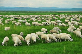 湖南最大奶山羊養殖基地打造 南牛北羊 發展格局