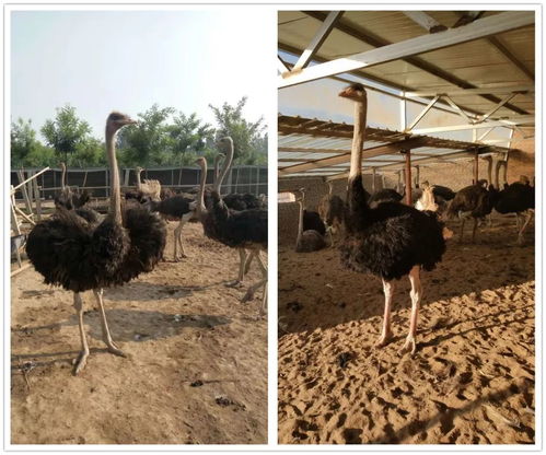 鴕鳥蛋養殖基地直供,現開始接受預定