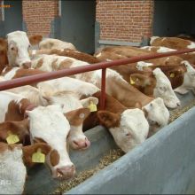  山東齊天牧業牛羊養殖基地 主營 ldquo 西門塔爾牛