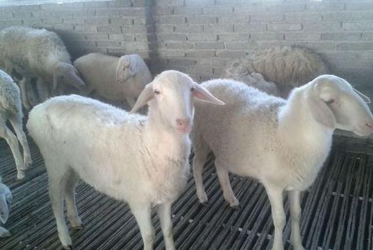 網上賣羊小能手,他建立湖羊養殖基地養湖羊成富豪