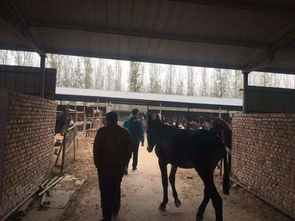 成年三粉驢哪里有賣的養殖場批發價格多少錢 歡迎選購