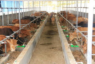 德江 奮力攻堅 鑄就綠色幸福