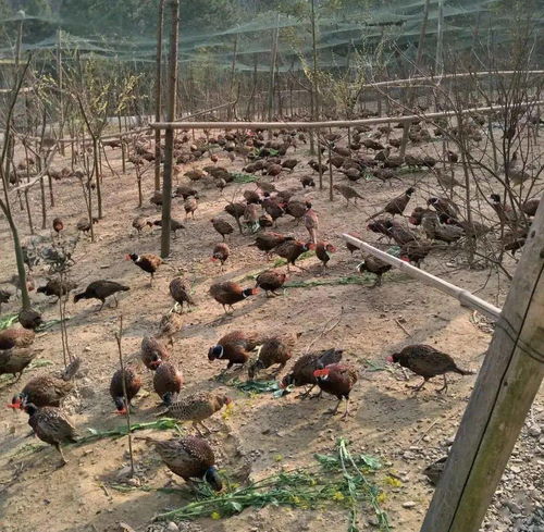 扶貧幫困解難題 一心為民辦實事 記良坊鎮邑田村第一書記周毅