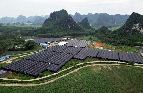 魚 躍 國門, 蔗 里崛起 來賓現代農業產業新畫卷隱藏著炫彩斑斕