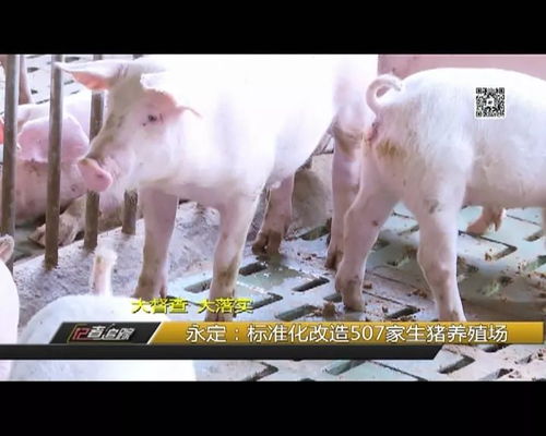 永定 標準化改造507家生豬養殖場