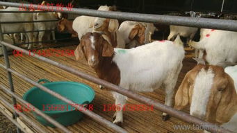 梁山波爾山羊羊羔多少錢一只