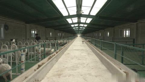 尉犁:打造標準化養殖基地 助力脫貧攻堅