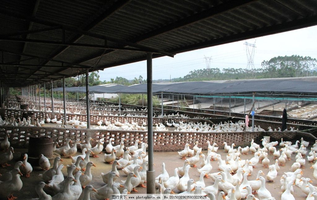 禽畜養殖圖片