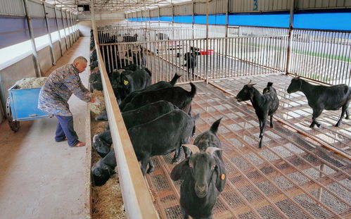 特色養(yǎng)殖致富