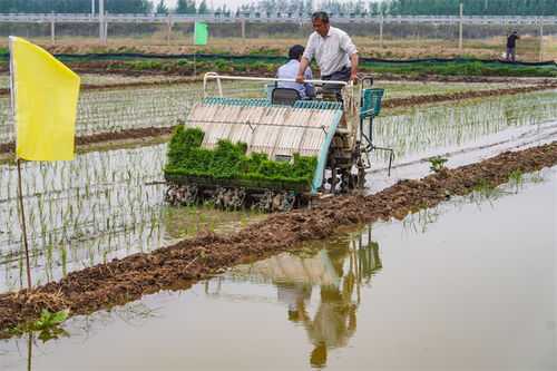 山東鄒平 共富農(nóng)場插秧忙