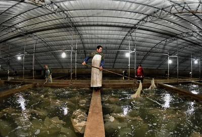 樂亭:海產(chǎn)品工廠化養(yǎng)殖助農(nóng)增收
