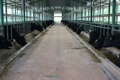 文山州這里一頭牛售價約10萬元!