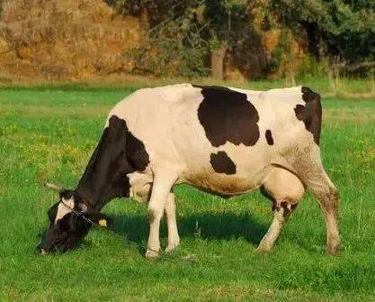 大農(nóng)圈 農(nóng)業(yè)供求信息 第二百四十三期