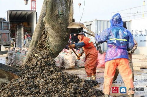 好品山東丨新鮮肥美 全國最大海虹養(yǎng)殖基地產(chǎn)品上市 日產(chǎn)30萬斤