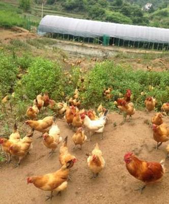 首家生鮮農(nóng)產(chǎn)品超市在武漢開業(yè)啦!