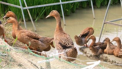 是什么優(yōu)質(zhì)農(nóng)產(chǎn)品值得局長親自推薦?