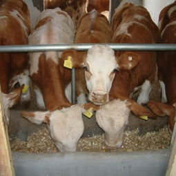 山東的肉牛養(yǎng)殖場 嘉祥縣昊供應(yīng)商 嘉祥縣昊鑫源牛羊養(yǎng)殖場