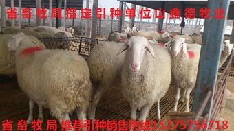 2016大型肉羊養(yǎng)殖場建設(shè)