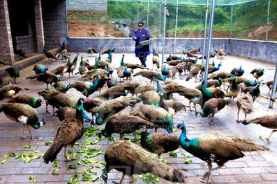 疫情過后對三農(nóng)特種養(yǎng)殖業(yè)的影響有多大 人工養(yǎng)殖野生動物還能繼續(xù)嗎