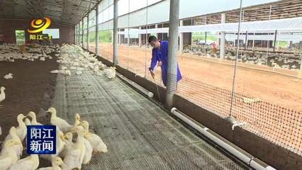 陽春:水禽旱養(yǎng)拓出環(huán)保養(yǎng)殖新路