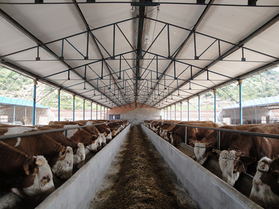 山西產(chǎn)業(yè)扶貧產(chǎn)品展播:和順肉牛