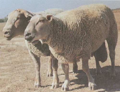 夏洛萊羊養(yǎng)殖基地價格 夏洛萊羊養(yǎng)殖基地廠家批發(fā) 嘉祥縣達源牛羊養(yǎng)殖 專業(yè)合作社