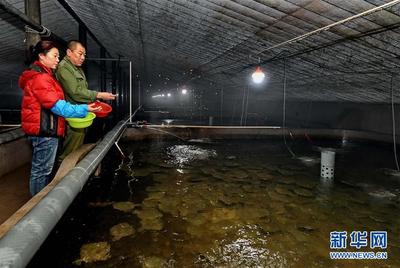 河北樂亭:海產品工廠化養殖助農增收