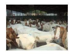 廠商 波爾山羊養殖基地