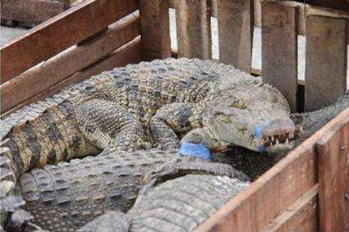 萊蕪鱷魚養殖中心談商品鱷哪家靠譜