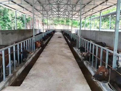 鄉村振興&ldquo;牛&rdquo;模式,真牛!