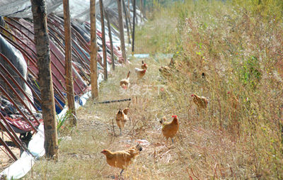 烏魯木齊尋吃:絲路瑰寶田園故事雞