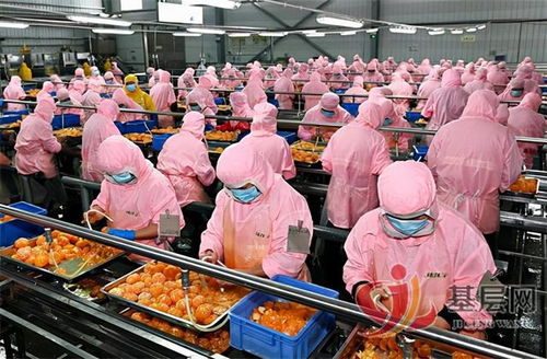 好橘出雪峰 甜蜜千萬家 規模經營 優化升級