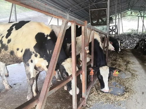 浙江龍泉全面打贏 消薄 攻堅戰