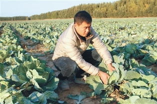 這里的農(nóng)民掙 雙薪