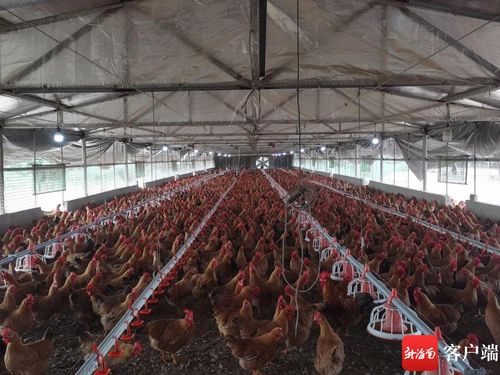 抱團(tuán) 養(yǎng)雞 文昌抱羅鎮(zhèn)一村民家年收入達(dá)15萬元