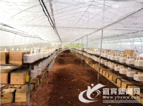 打好 三個主意 壯大集體經(jīng)濟(jì)