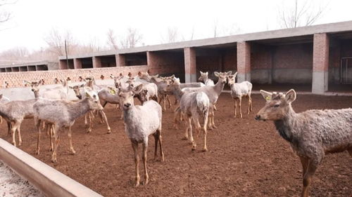 新時(shí)代新征程新偉業(yè) 貫徹落實(shí)全國兩會精神 提升產(chǎn)品附加值助推特色養(yǎng)殖提質(zhì)增效