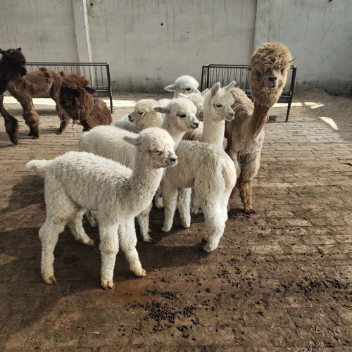 忻州寵物羊駝養(yǎng)殖基地在哪