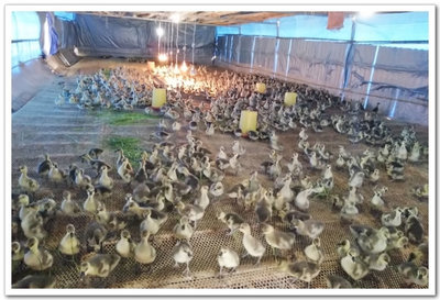 三產(chǎn)融合讓&ldquo;雁高飛&rdquo;