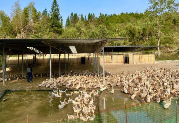 重慶發(fā)展投資公司助力酉陽縣米旺鄉(xiāng)村振興紀(jì)實(shí)