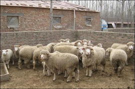 畜牧業(yè)生產(chǎn)防寒防凍建議