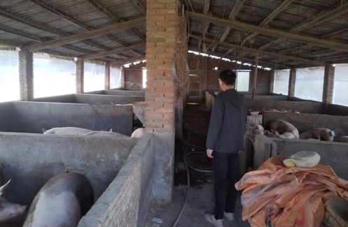 大練兵動態(tài)丨閩清縣全面開展 散亂污 畜禽養(yǎng)殖場集中整治行動