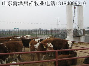 供應(yīng)上饒大型養(yǎng)牛基地新余大型養(yǎng)牛場