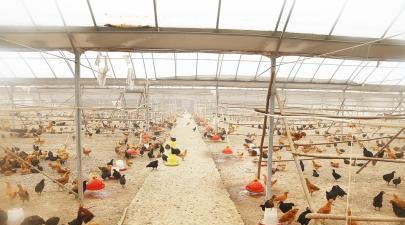 濟(jì)南徒河黑豬建立徒河公社,萬畝蔬菜基地邀您來參觀采摘