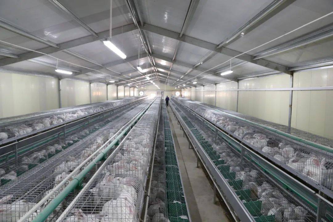 星星坡村肉兔養(yǎng)殖有&ldquo;錢&rdquo;途