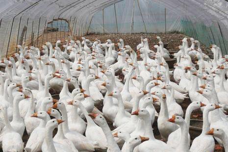 鵝的養(yǎng)殖