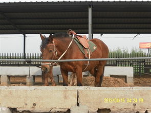 山東肉馬養殖場在哪里 哪里養馬技術比較好