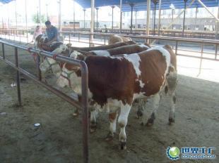供應山東省肉牛養殖場-肉牛養殖基地-江西養牛_農副產品_世界工廠網中國產品信息庫
